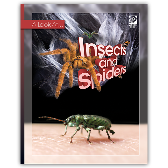A Look At Insects and Spiders cover
