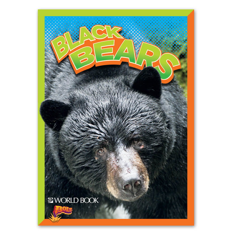 Black Bears cover